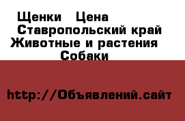 Щенки › Цена ­ 10 000 - Ставропольский край Животные и растения » Собаки   